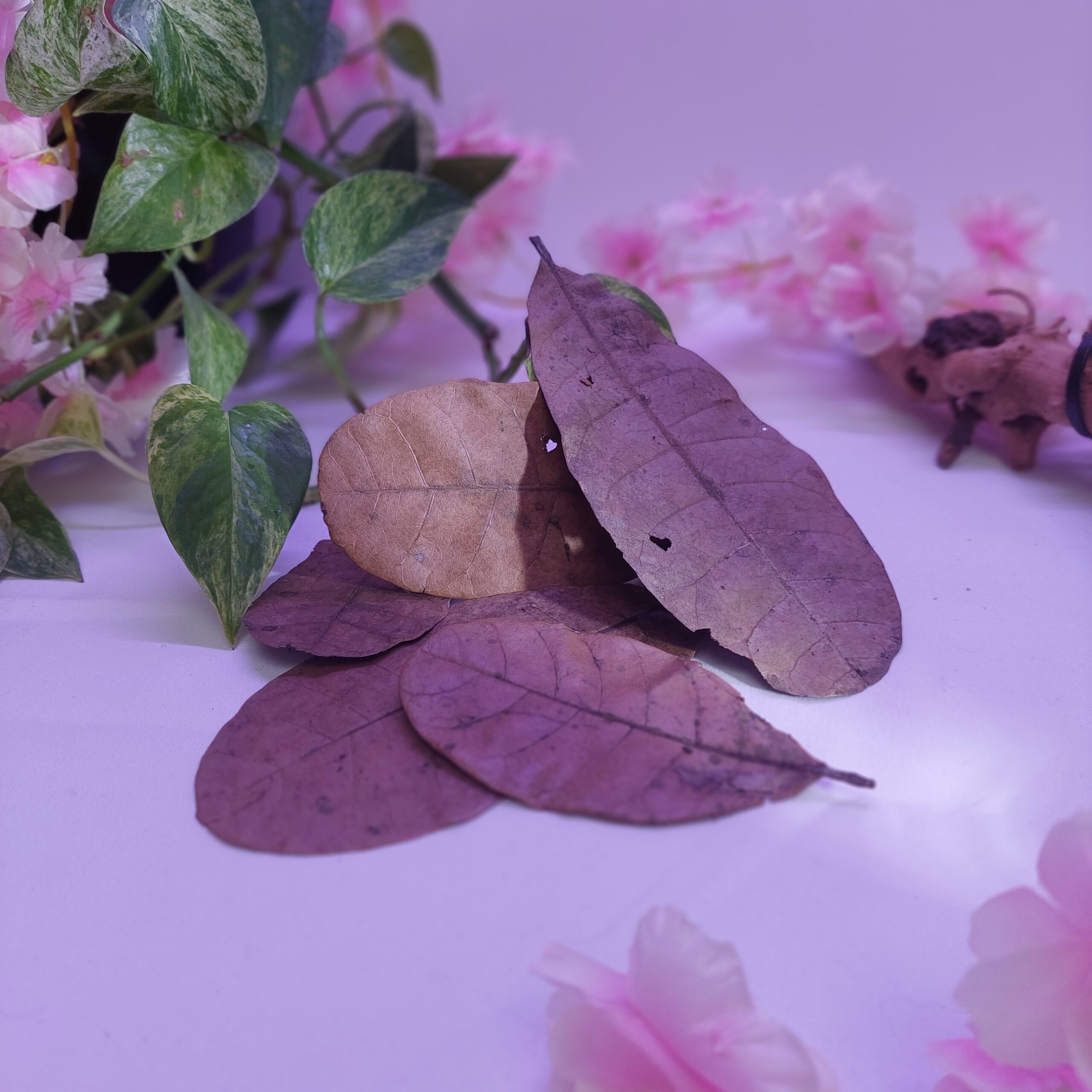 Feuilles de cajou