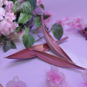 Feuilles de coco