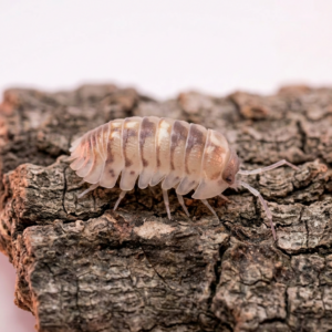 armadillidium-marbeleized-1