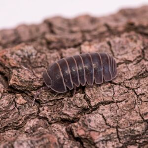 armadillo-officinalis-1
