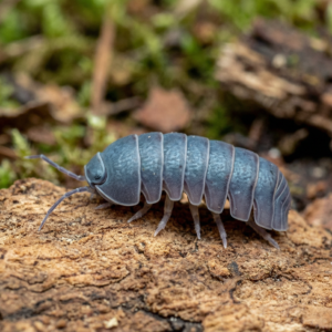 armadillo officinalis