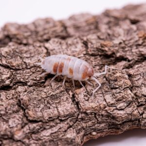 porcellionides-pruinosus-orange-dalmatien-1