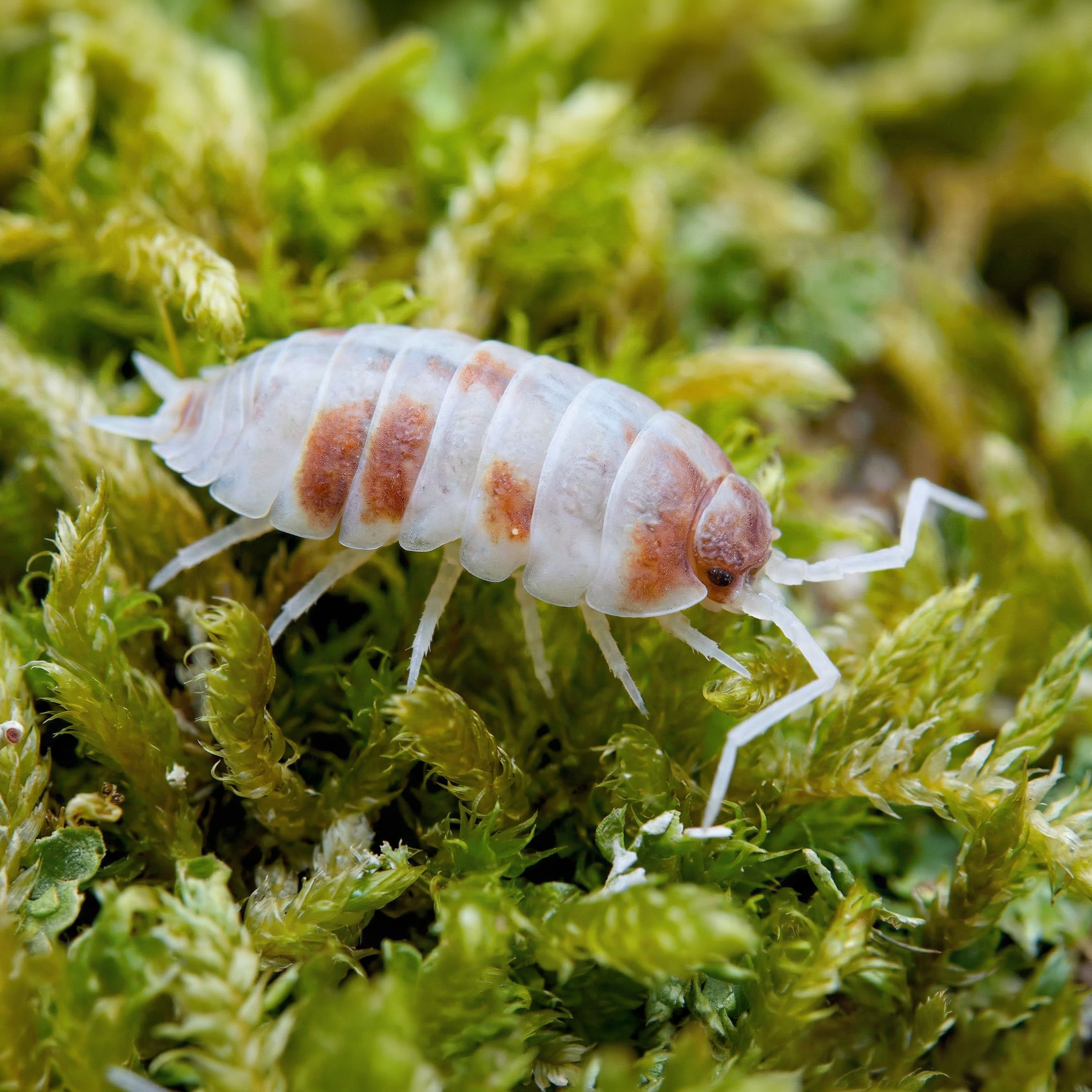 pruinosus orange dalmatian