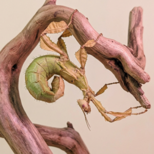 Extatosoma tiaratum