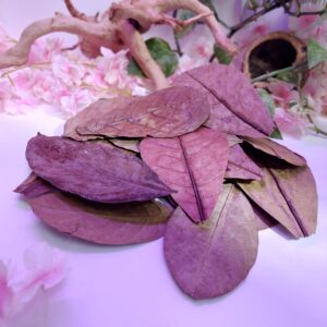 Lot de grandes feuilles tropicales