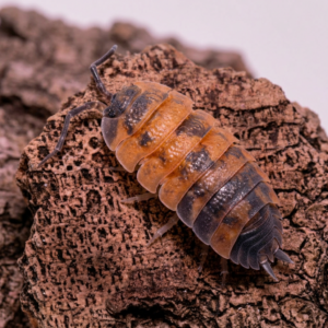 porcellio-scaber-lava-1