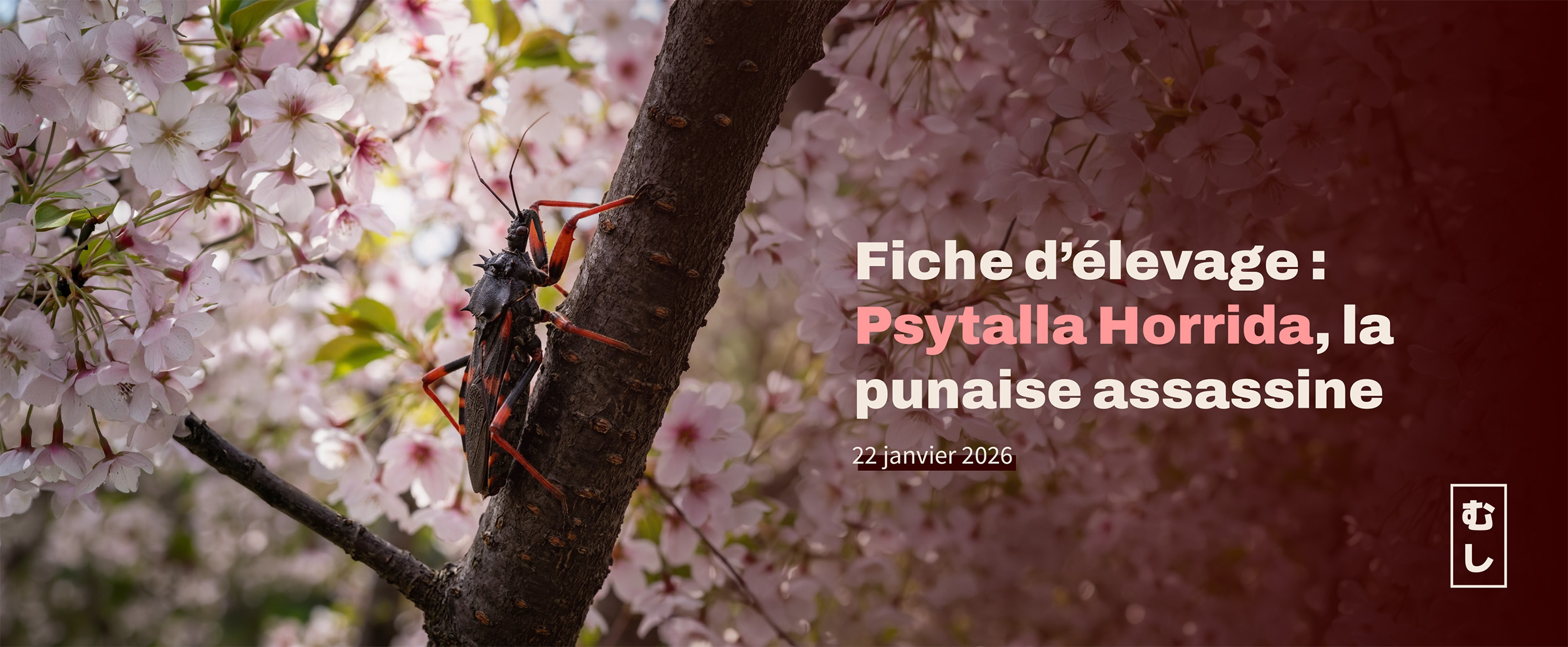 Fiche d'élevage Psytalla Horrida