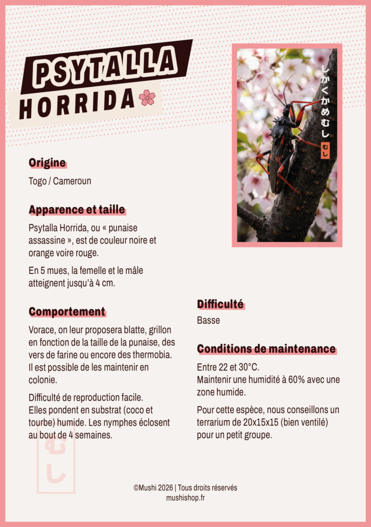 Fiche d'élevage de Psytalla Horrida Fiche d'élevage de Psytalla Horrida à télécharger