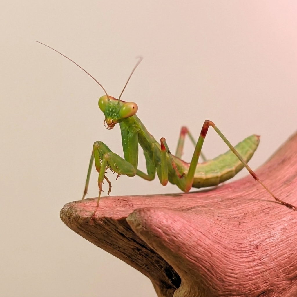hierodula patellifera 2