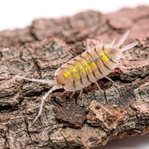 porcellio-bolivari-yellow-ghost-1