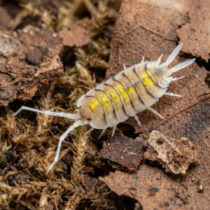 porcellio bolivari yellow ghost
