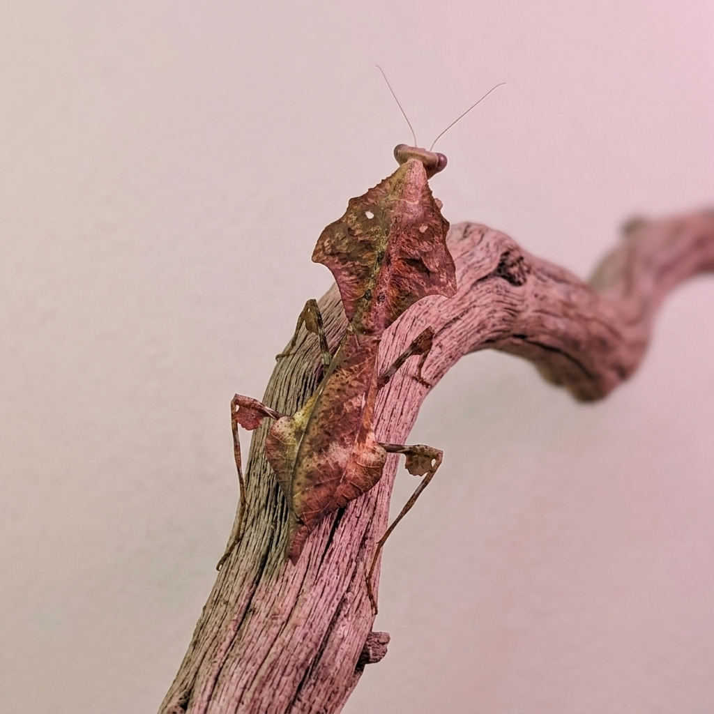 Deroplatys lobata – Image 2