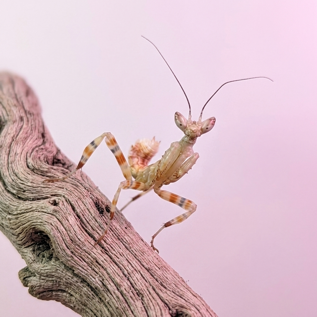 Theopropus rubrobrunneus 2