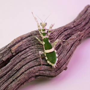 Theopropus rubrobrunneus