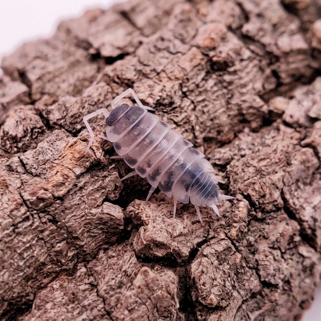 porcellionides-pruinosus-oreo-1