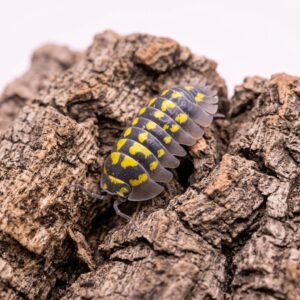 armadillidium-gestroi-1