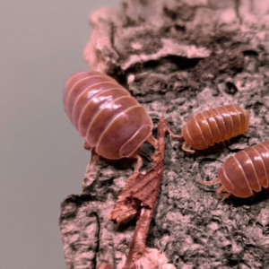 armadillo-officinalis-orange-1