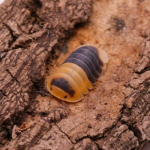 cubaris-bumblebee-1