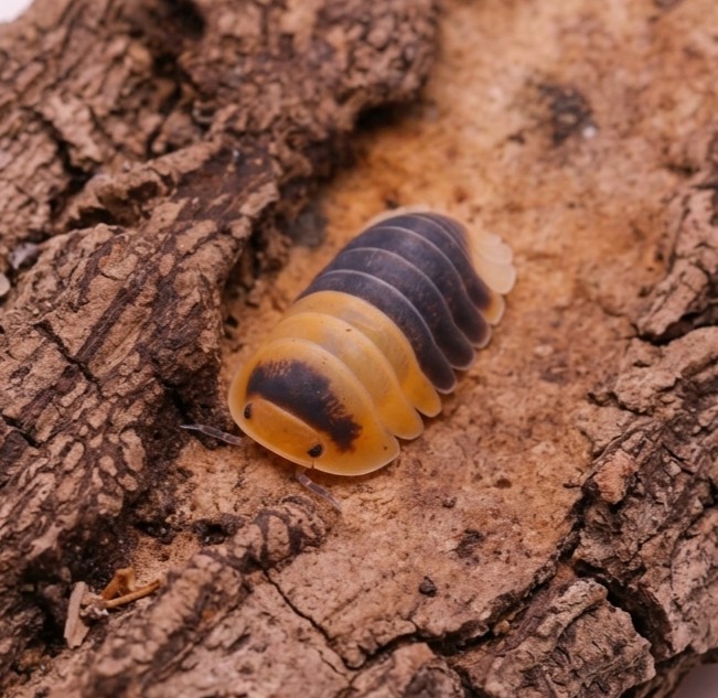cubaris-bumblebee-1